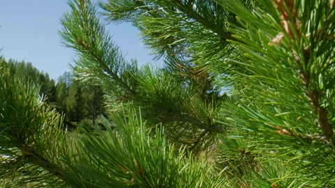 Pine needles Stock Footage 197379531