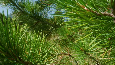 Pine needles Stock Footage 199282970