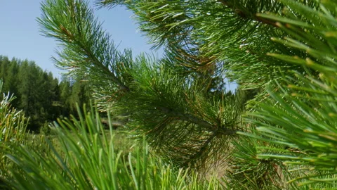 Pine needles Stock Footage 199284502