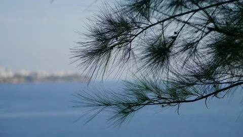 Pine needles Stock Footage 227019955