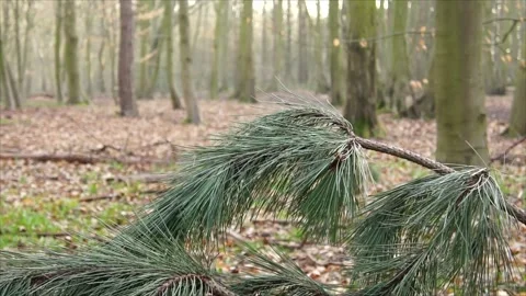 Pine Needles in the Forest. Evergreen Pine Needles in Nature Stock Footage 306535944