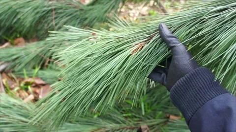 Pine Needles in the Forest. Evergreen Pine Needles in Nature Stock Footage 306536177