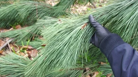Pine Needles in the Forest. Evergreen Pine Needles in Nature Stock Footage 306536268