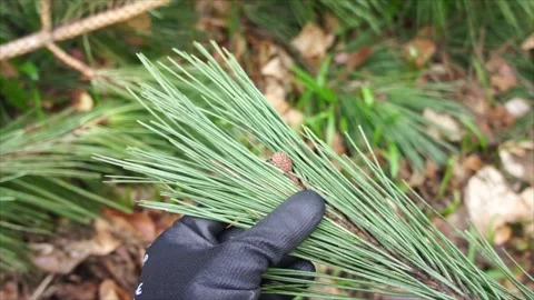 Pine Needles in the Forest. Evergreen Pine Needles in Nature Stock Footage 306536290
