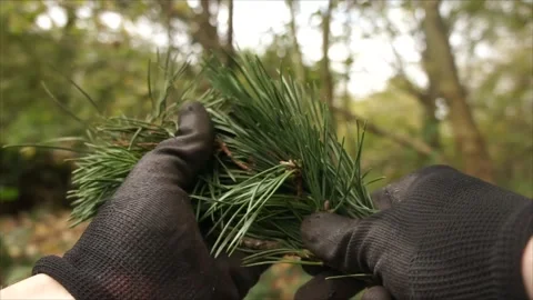 Pine Needles in the Forest. Evergreen Pine Needles in Nature Stock Footage 306536315