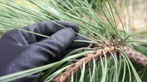 Pine Needles in the Forest. Evergreen Pine Needles in Nature Stock Footage 306536341