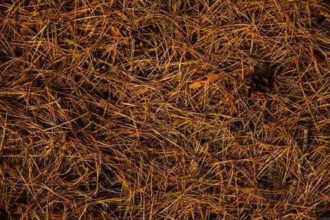 Pine needles on forest floor, forest background Foto stock