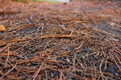 Pine needles on the forest floor Stock Photos