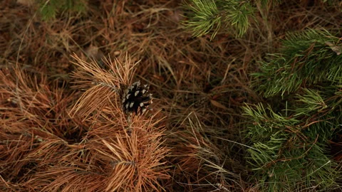 Pine needles on forest floor in serene natural setting with green leaves and Stock Footage 345661056