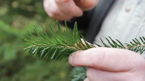 Pine Needles Forrest Video stock 25946606