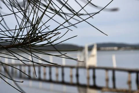 Pine needles frame a view of a jetty. Stock Photos