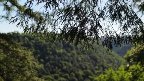 Pine Needles In Front Of Blackwater Canyon Parallax Slow Motion Cinematic Video stock 134506494