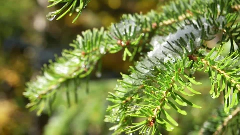 Pine needles gleam with melting snow Stock Footage 254522450