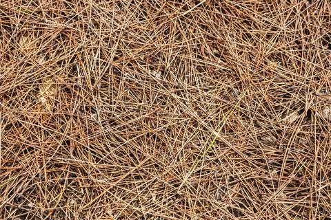 Pine needles on the ground for the background, dried yellow needles of coni.. Foto stock
