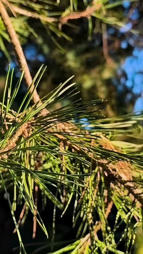 Pine Needles Growing On Branch Lit By Sunlight Macro 4K Stock Footage 321808711