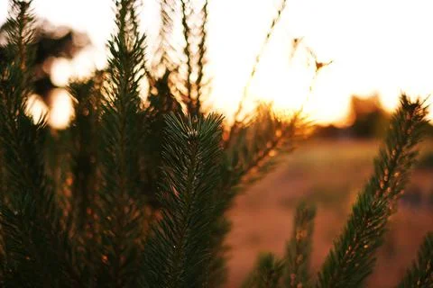 Pine needles illuminated by the setting sun close-up Fotos de archivo