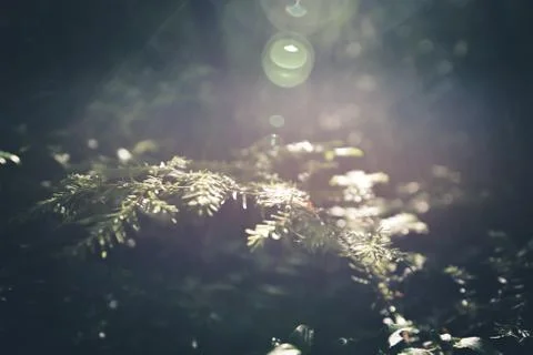 Pine needles lit by sunlight. Stock Photos