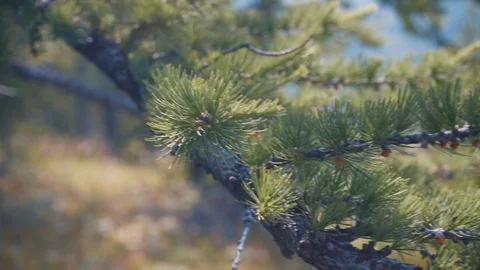 Pine needles in macro Stockbeeldmateriaal 93170261