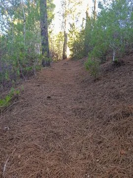 Pine Needles on a Mountain Pass Stock Photos