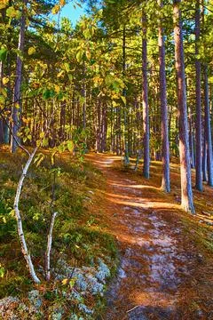 Pine needles over sandy forest trail with white birch tree and pine trees 스톡 사진