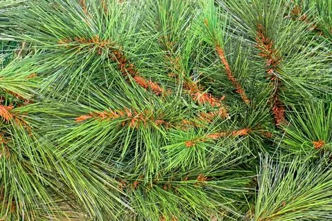 Pine needles pattern Traditional natural ever green pine tree needles Copy... Stockfoto's