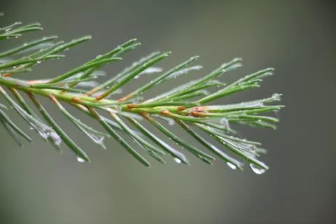 PINE NEEDLES Stock Photos