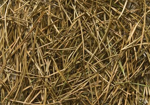 Pine needles Stock Photos