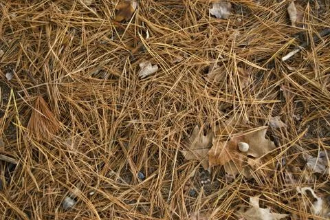Pine needles Stock Photos