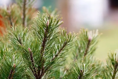 Pine needles. Foto stock