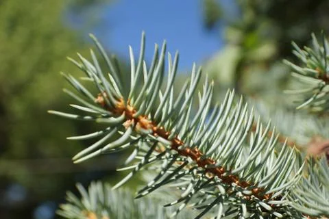 Pine Needles Stock Photos