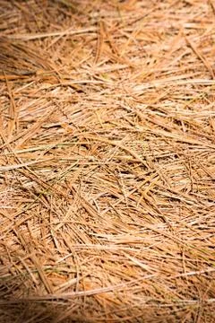 Pine needles Stock Photos