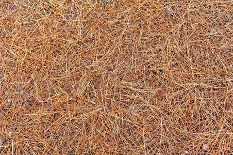 Pine Needles Stockfoto's
