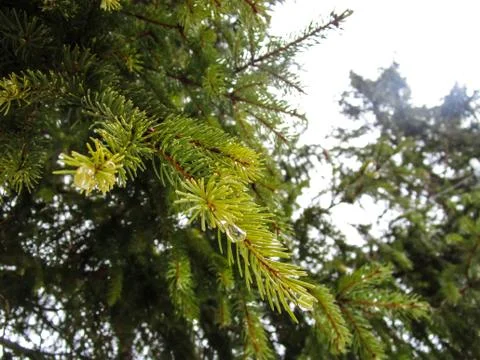 Pine needles 스톡 사진