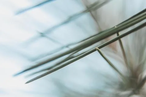 Pine needles Stock Photos