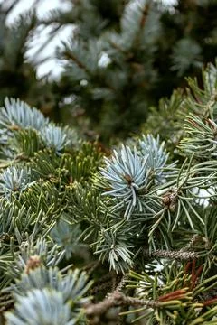 A pine needles Fotos de archivo