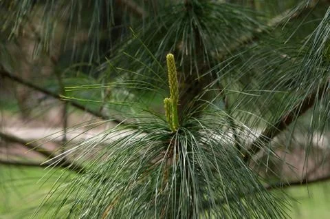Pine Needles on Pine Tree Stock Photos