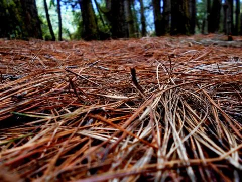 Pine needles in plantation Stock Photos