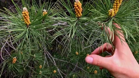 Pine needles produce smoke when they are shaken Stock Footage 97984782