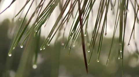 Pine needles in the rain Video stock 32659593