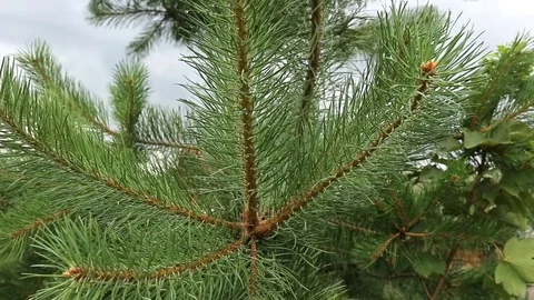 Pine needles with raindrops Stock Footage 78774449