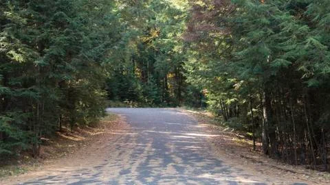 Pine Needles on the Road Stock Photos