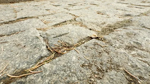 Pine Needles Scatter Over Weathered Stone Pavement on Outdoor Path Stock Footage 336925797