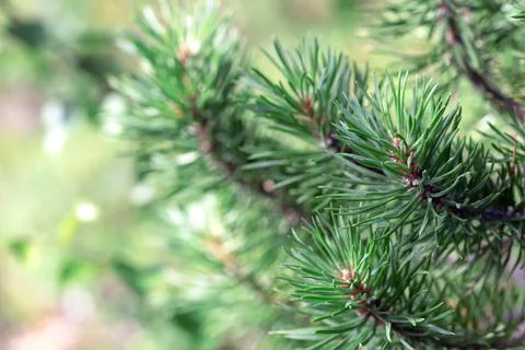 Pine needles with a shallow depth of field Stock Photos