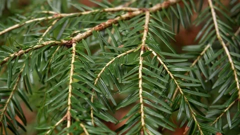 Pine Needles in Sharp Focus. Stock Footage 254525908