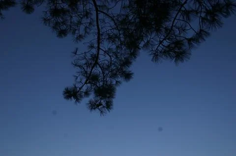 Pine Needles &amp; Sky Stock Photos