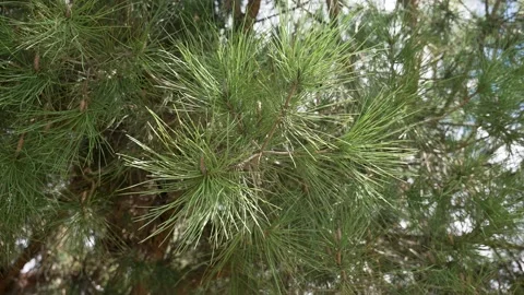 Pine needles, slow motion Stock-Footage 234238217