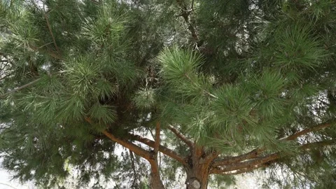 Pine needles, slow motion Stock Footage 234238470