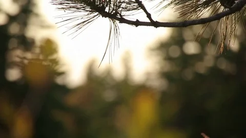 Pine Needles to Small Leaves Stock Footage 79665926