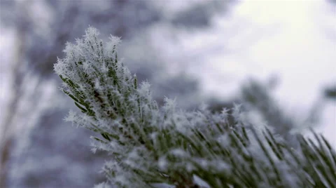 Pine Needles With Snow and Ice - Closeup Slow Motion Stock Footage 47720387