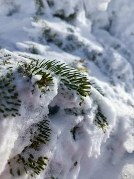 Pine Needles with Snow Macro Closeup Stock Photos